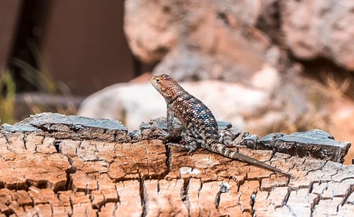 A beautiful lizard seen on the Bright Angel Trailhead in the Grand Canyon. Arizona