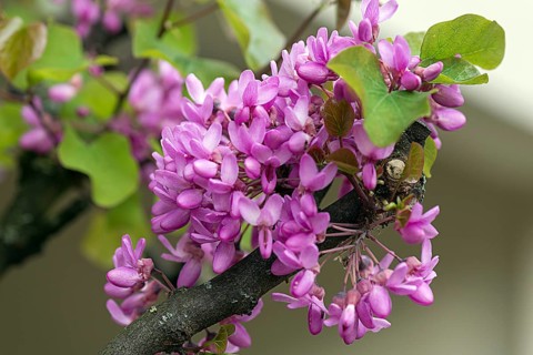 Flowers of the common Judas tree
