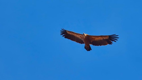 Griffon vulture in flight