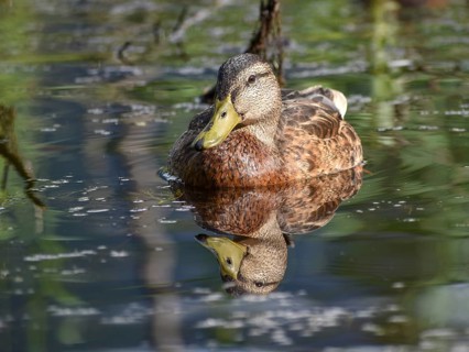 A female mallard with reflection