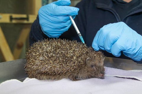European hedgehog