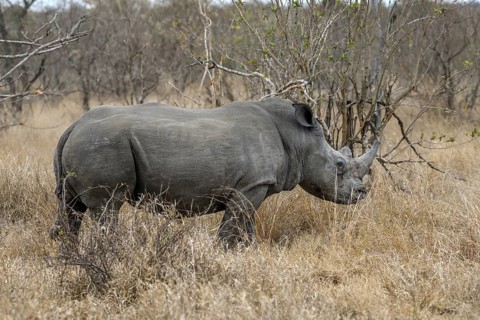 White rhinoceros