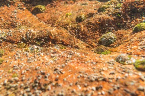 Diving in a beautiful seabed in the town of Zarautz very close to San Sebastian