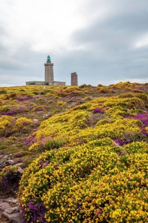 Yellow and pink flowers in summer in Phare Du Cap Frehel is a maritime lighthouse in Cotes-dÂ´Armor France . At the tip of Cap Frehel