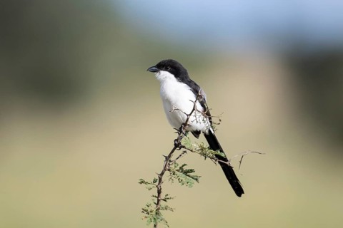 Northern fiscal