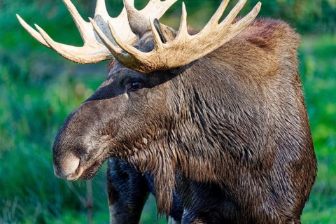 European elk