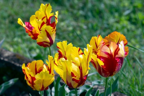 Parrot tulips