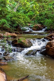 Stream of calm waters between rocks and surrounded by rainforest vegetation