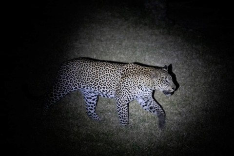 Leopard