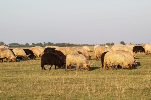 Zackel domestic sheep