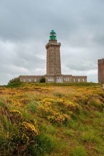 Precious flowers in summer in Phare Du Cap Frehel