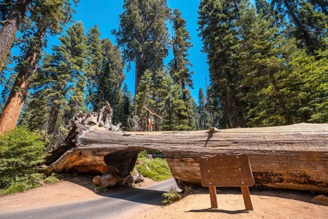 A woman in Sequoia National Park
