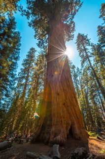 A couple in the giant General Sherman Tree tree in Sequoia National Park