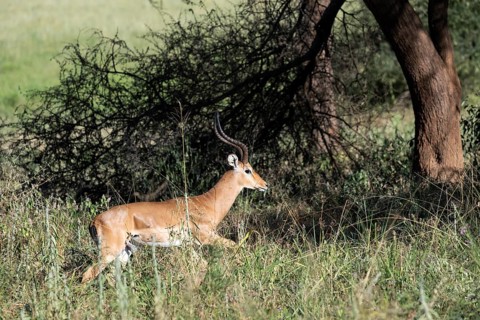 Black heeled antelope