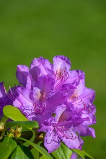 Flower of a rhododendron