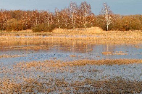 Polder