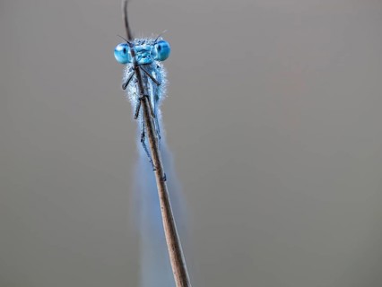 Common blue damselfly