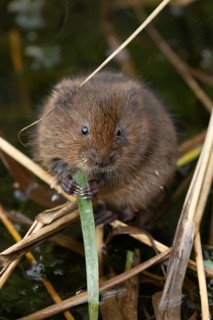 Water vole