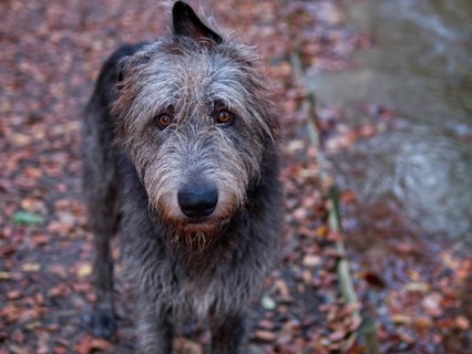 Irish Wolfhound