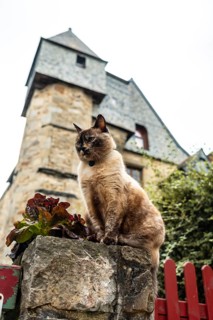 A cat in the medieval streets of Vitre. Ille-et-Vilaine department