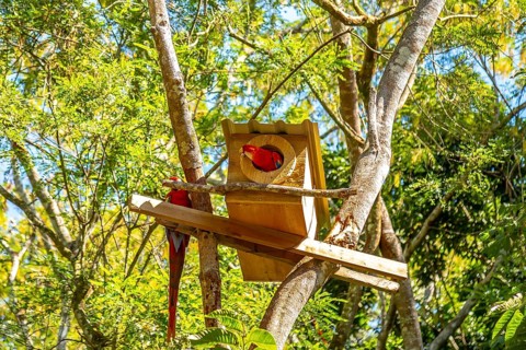 A house of red macaws in Copan Ruinas. Honduras