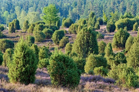Heathland