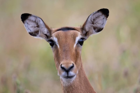 Black heeled antelope