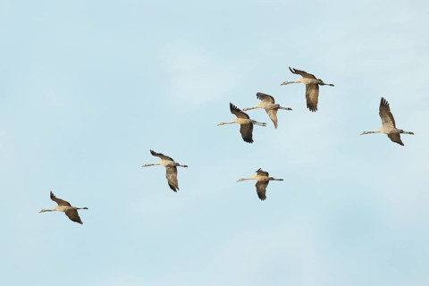Crane