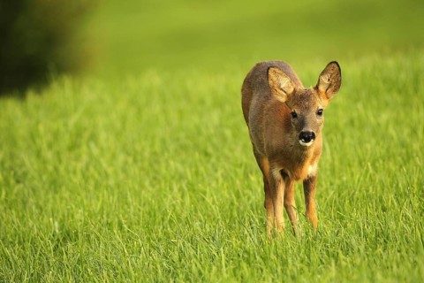 Roe deer