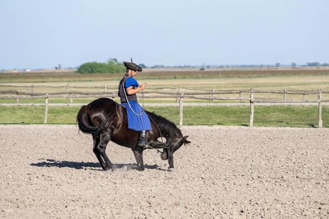 Horse