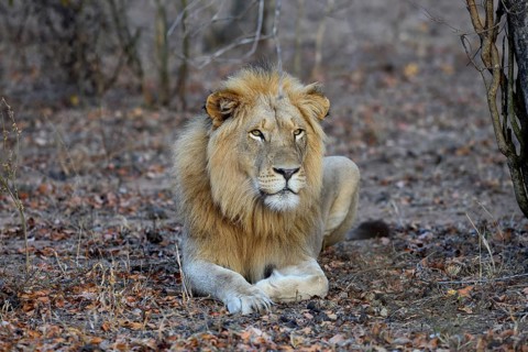 Young lion