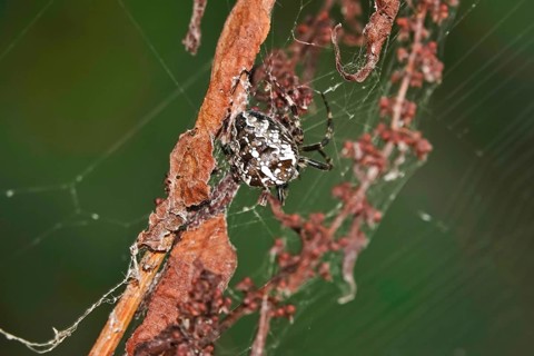 European garden spider