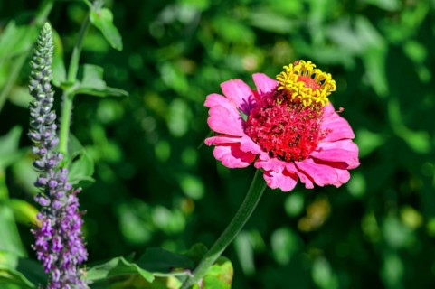 Zinnia