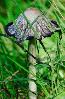 Shaggy ink cap