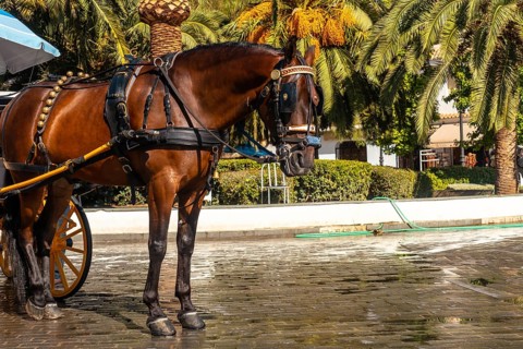 Horse-drawn carriages in the municipality of Mijas in Malaga. Andalusia