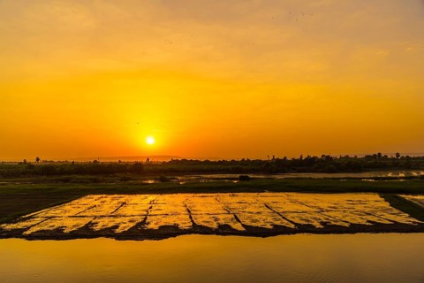 Cropland on the shore at sunset on the Nile river cruise. Egypt. Sailing from Luxor to Aswan