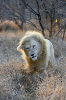 White lion