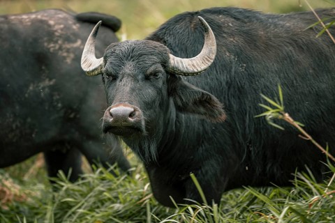 Water buffalo