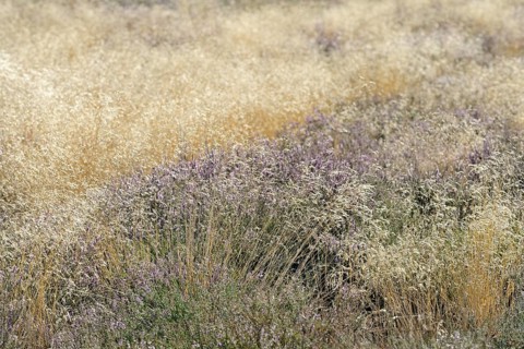 Heathland