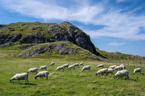 Sheep grazing in a pasture