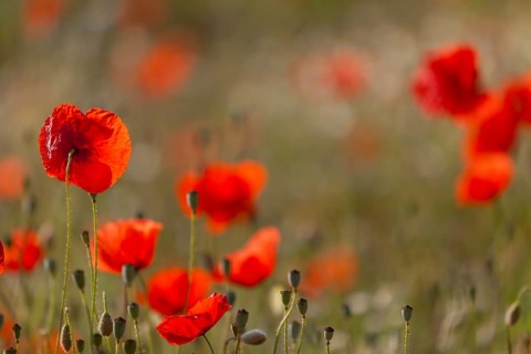 Poppy flowers