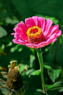 Zinnia