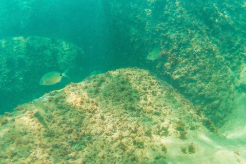 Diving in a beautiful seabed in the town of Zarautz very close to San Sebastian