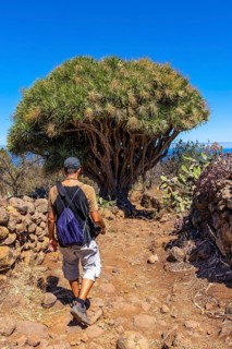 A young man in a giant dragon tree on the Las Tricias trail. Garafia town in the north of the island of La Palma