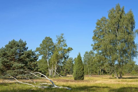 Heathland