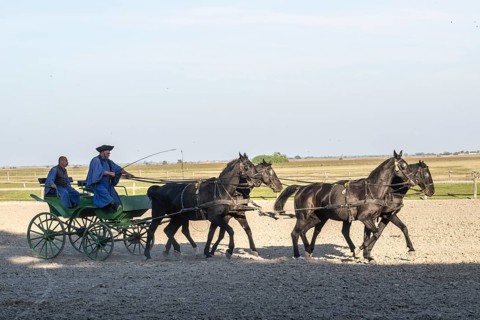 Horses