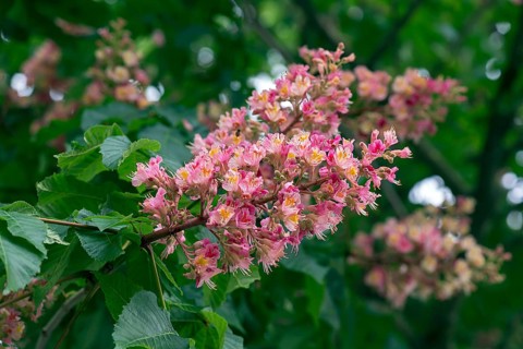 Flower of a red horse chestnut