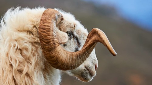 Ram