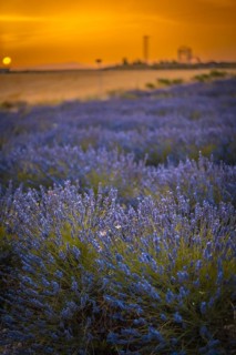 Field of lavender with purple flowers in full cultivation in the town of Olite