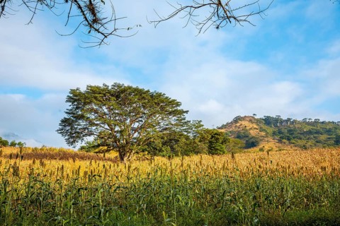 A green fairytale tree in a field of Copan Ruinas. Honduras